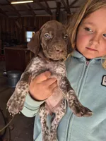 Purple Female, a female German Shorthaired Pointer for sale in Dillwyn, VA – Photo 1 of 4