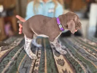 Purple Female, a female German Shorthaired Pointer for sale in Dillwyn, VA – Photo 4 of 4