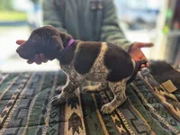 Purple Female, a female German Shorthaired Pointer for sale in Dillwyn, VA – Photo 3 of 4