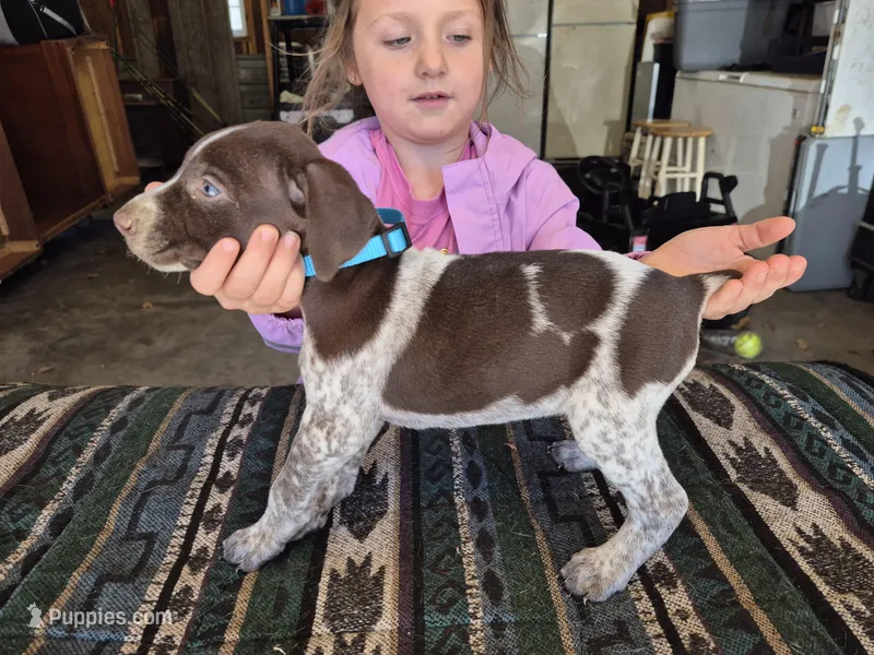 Light Blue Female – German Shorthaired Pointer puppy for sale in Dillwyn, VA