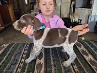 Light Blue Female, a female German Shorthaired Pointer for sale in Dillwyn, VA – Photo 1 of 4
