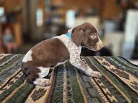 Light Blue Female, a female German Shorthaired Pointer for sale in Dillwyn, VA – Photo 4 of 4