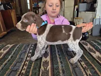 Light Blue Female, a female German Shorthaired Pointer for sale in Dillwyn, VA – Photo 2 of 4