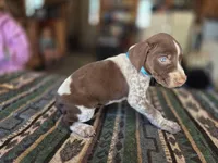 Light Blue Female, a female German Shorthaired Pointer for sale in Dillwyn, VA – Photo 3 of 4