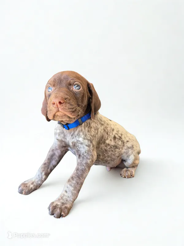 Blue Male  – German Shorthaired Pointer puppy for sale in Dillwyn, VA