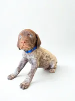 Blue Male , a male German Shorthaired Pointer for sale in Dillwyn, VA – 1 of 1