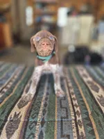 Green Male, a male German Shorthaired Pointer for sale in Dillwyn, VA – Photo 2 of 4