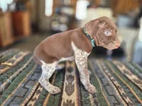 Green Male, a male German Shorthaired Pointer for sale in Dillwyn, VA – Photo 4 of 4