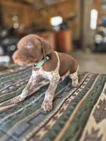 Green Male, a male German Shorthaired Pointer for sale in Dillwyn, VA – Photo 3 of 4