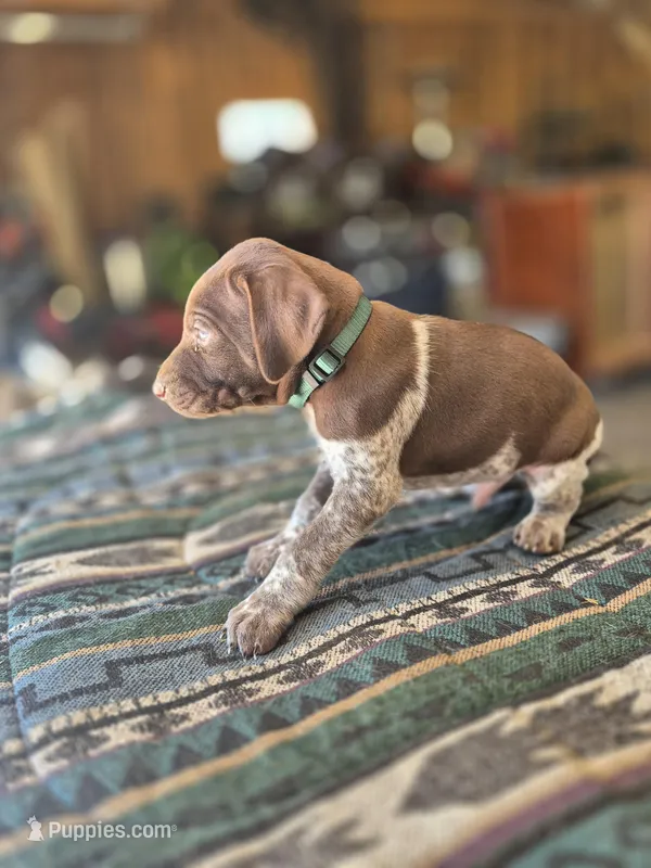 Green Male – German Shorthaired Pointer puppy for sale in Dillwyn, VA