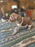 Green Male, a male German Shorthaired Pointer for sale in Dillwyn, VA – Photo 1 of 4