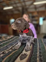 Red Male, a male German Shorthaired Pointer for sale in Dillwyn, VA – Photo 2 of 3