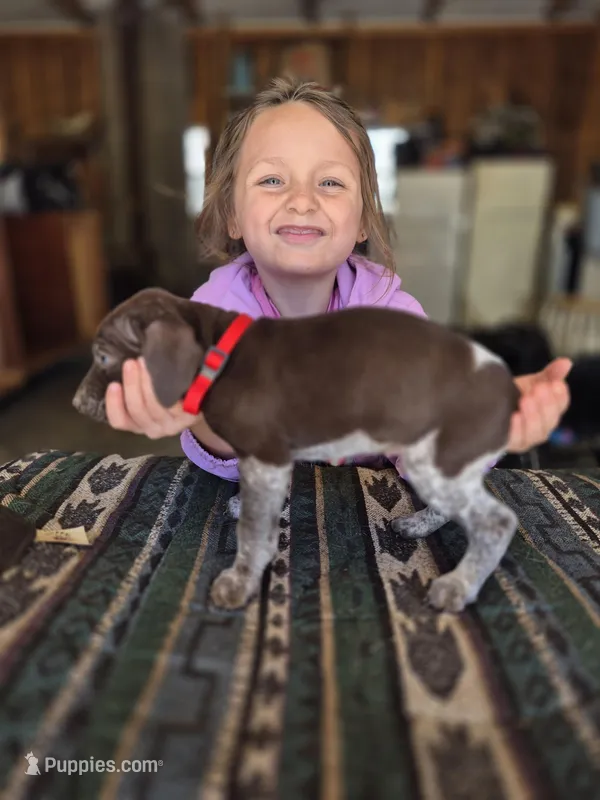 Red Male – German Shorthaired Pointer puppy for sale in Dillwyn, VA