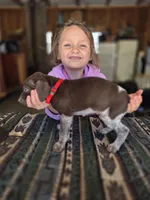 Red Male, a male German Shorthaired Pointer for sale in Dillwyn, VA – Photo 1 of 3