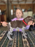 Red Male, a male German Shorthaired Pointer for sale in Dillwyn, VA – Photo 3 of 3