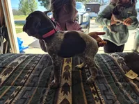 Pink Female, a female German Shorthaired Pointer for sale in Dillwyn, VA – Photo 2 of 4