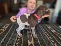 Pink Female, a female German Shorthaired Pointer for sale in Dillwyn, VA – Photo 3 of 4