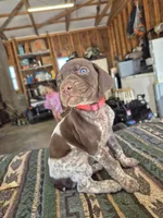 Pink Female, a female German Shorthaired Pointer for sale in Dillwyn, VA – Photo 1 of 4