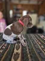 Pink Female, a female German Shorthaired Pointer for sale in Dillwyn, VA – Photo 4 of 4