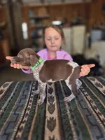 Lime Green Female, a female German Shorthaired Pointer for sale in Dillwyn, VA – Photo 3 of 3