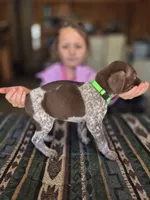 Lime Green Female, a female German Shorthaired Pointer for sale in Dillwyn, VA – Photo 2 of 3