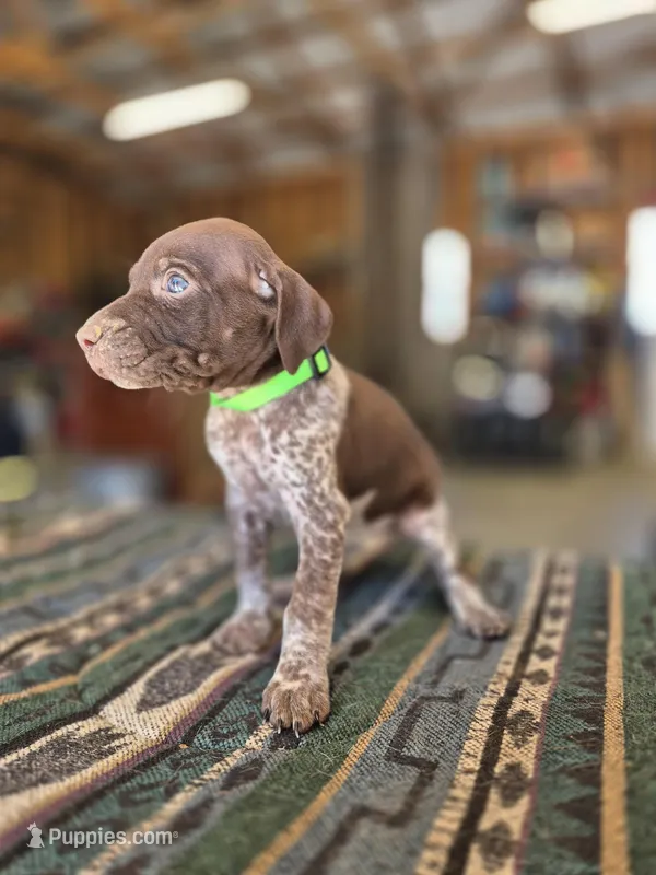 Lime Green Female – German Shorthaired Pointer puppy for sale in Dillwyn, VA