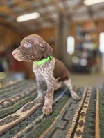 Lime Green Female, a female German Shorthaired Pointer for sale in Dillwyn, VA – Photo 1 of 3