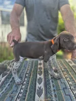 Orange female , a female German Shorthaired Pointer for sale in Dillwyn, VA – 2 of 3