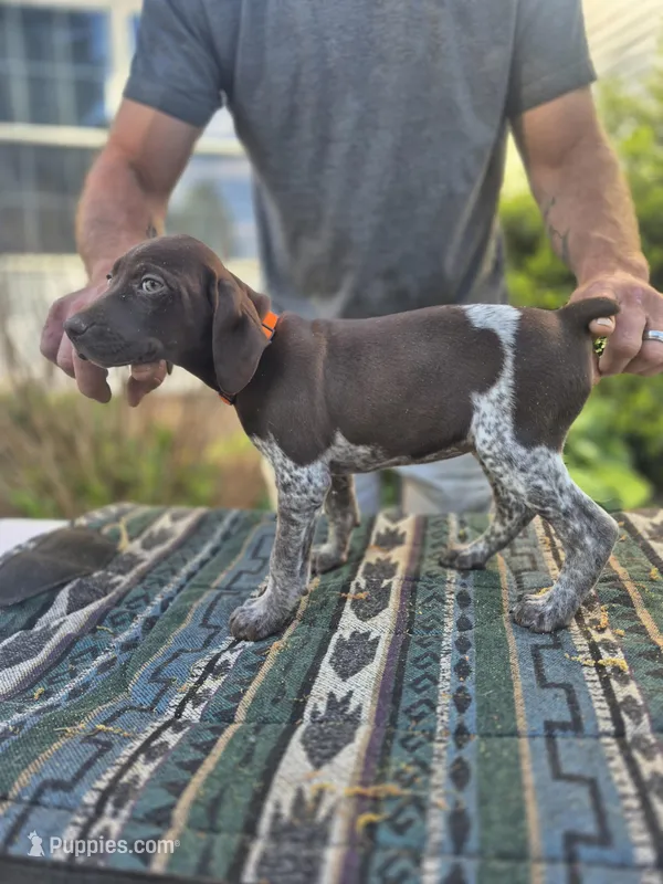 Orange female  – German Shorthaired Pointer puppy for sale in Dillwyn, VA