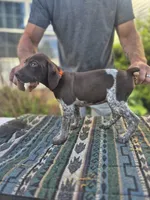 Orange female , a female German Shorthaired Pointer for sale in Dillwyn, VA – 1 of 3