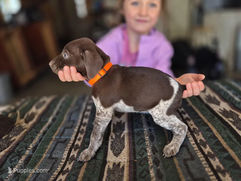 Orange female  – German Shorthaired Pointer puppy for sale in Dillwyn, VA