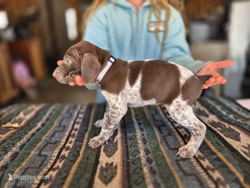 Gray Female – German Shorthaired Pointer puppy for sale in Dillwyn, VA