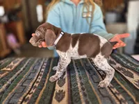 Gray Female, a female German Shorthaired Pointer for sale in Dillwyn, VA – Photo 1 of 3