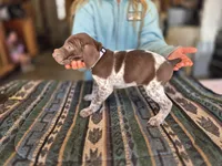 Gray Female, a female German Shorthaired Pointer for sale in Dillwyn, VA – Photo 3 of 3
