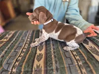 Gray Female, a female German Shorthaired Pointer for sale in Dillwyn, VA – Photo 2 of 3