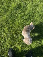Luna, a female French Bulldog for sale in Sun City Center, FL – 3 of 5