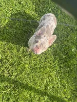 Luna, a female French Bulldog for sale in Sun City Center, FL – 2 of 5