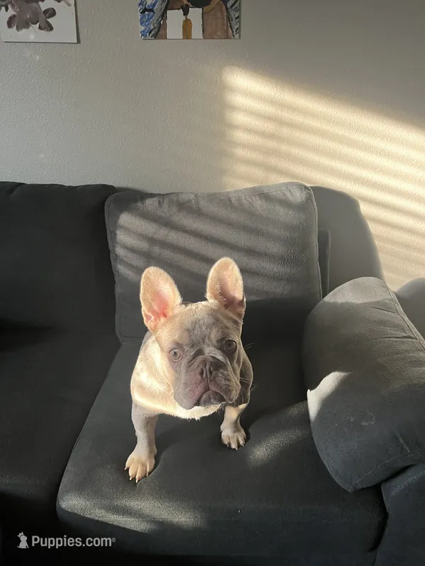 Luna, a female French Bulldog for sale in Sun City Center, FL – 1 of 5
