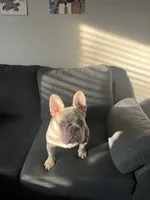 Luna, a female French Bulldog for sale in Sun City Center, FL – 1 of 5