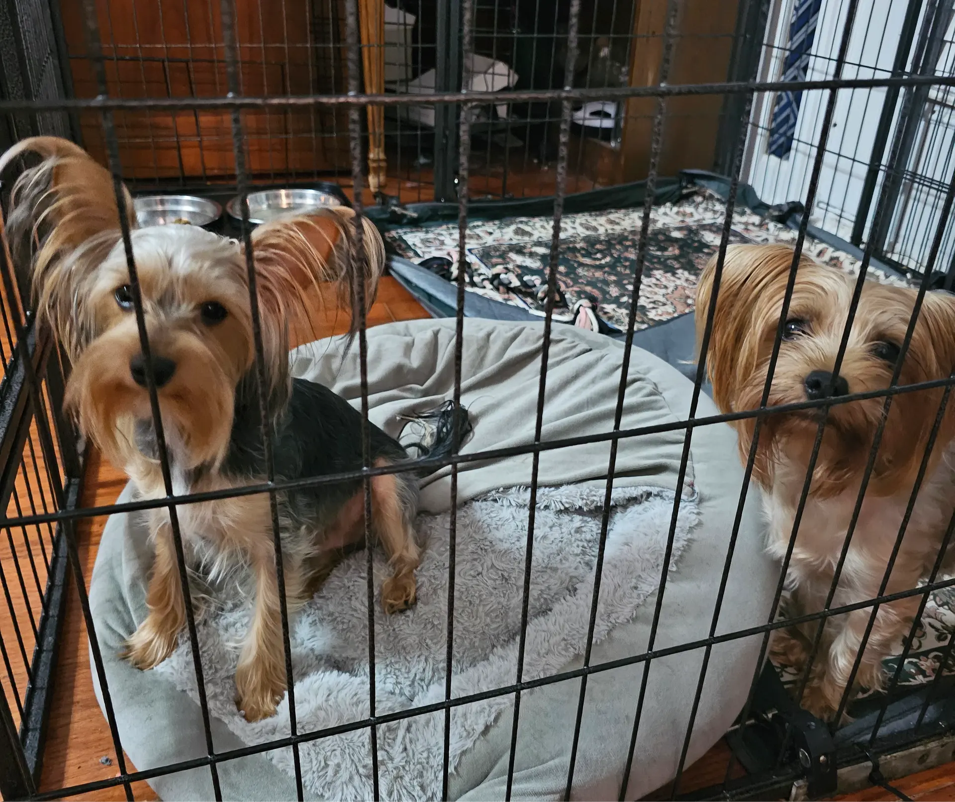 Geena, a female Yorkshire Terrier for sale in Goldsboro, NC – Photo 2 of 7