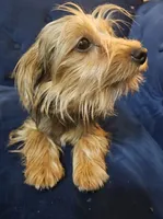 Geena, a female Yorkshire Terrier for sale in Goldsboro, NC – Photo 6 of 7