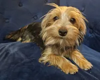 Geena, a female Yorkshire Terrier for sale in Goldsboro, NC – Photo 1 of 7