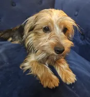 Geena, a female Yorkshire Terrier for sale in Goldsboro, NC – Photo 5 of 7