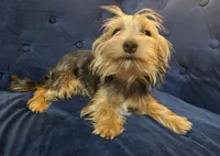 Geena, a female Yorkshire Terrier for sale in Goldsboro, NC – Photo 3 of 7