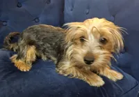 Geena, a female Yorkshire Terrier for sale in Goldsboro, NC – Photo 4 of 7