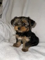 Skittle , a male Yorkshire Terrier for sale in Kansas City, MO – 3 of 5