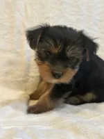 Chewey, a male Yorkshire Terrier for sale in Kansas City, MO – 3 of 3