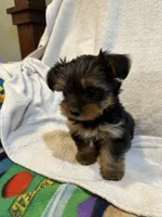 Skittle , a male Yorkshire Terrier for sale in Kansas City, MO – 5 of 5