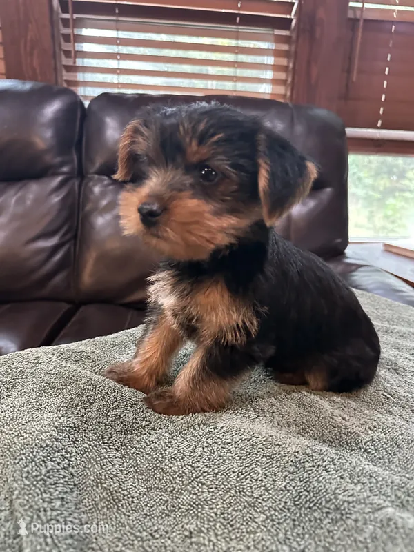 Skippy – Yorkshire Terrier puppy for sale in Kansas City, MO