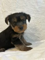 Dot, a female Yorkshire Terrier for sale in Kansas City, MO – 1 of 3
